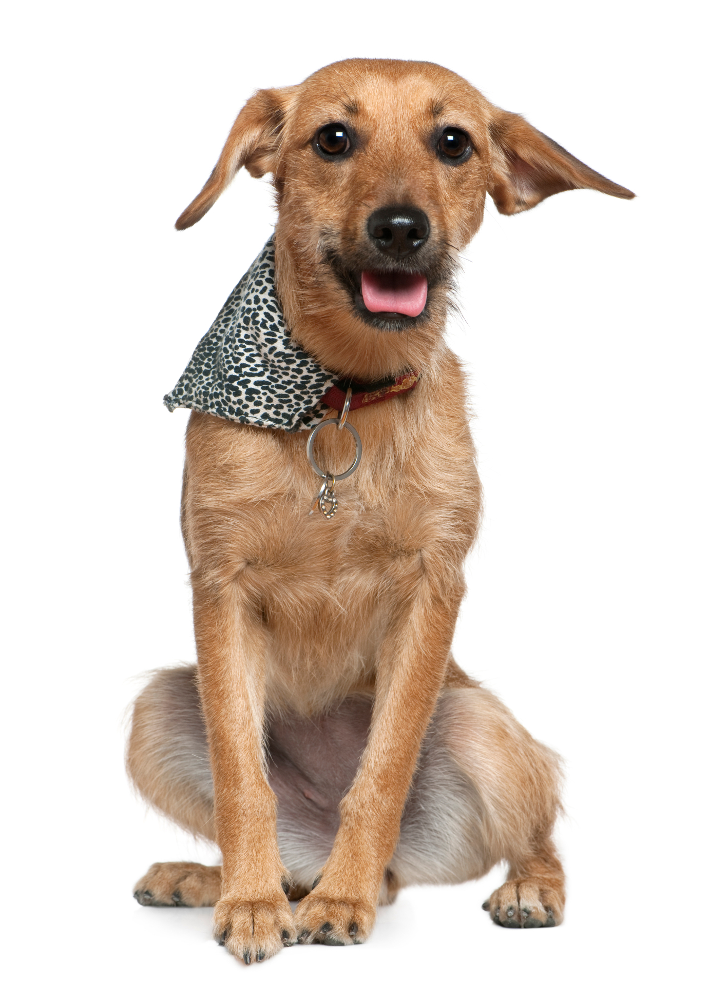 Cachorro com bandana estilosa